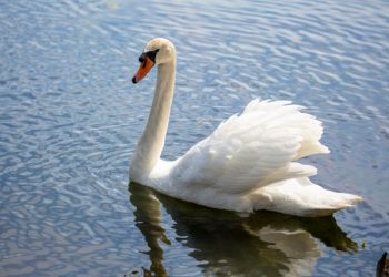 Bitcoin Bull Operate Was Right here, But White Swan Pandemic Set It On Lockdown