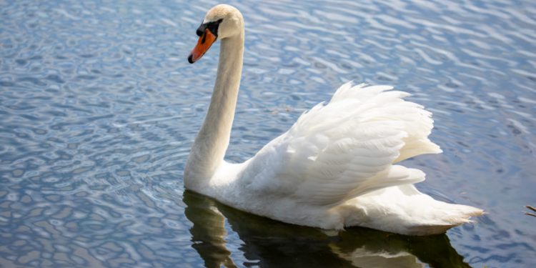 Bitcoin Bull Operate Was Right here, But White Swan Pandemic Set It On Lockdown