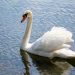 Bitcoin Bull Operate Was Right here, But White Swan Pandemic Set It On Lockdown