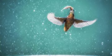 The Ongoing Miner “Feeding Frenzy” Is Bullish for Bitcoin in the Extensive Run