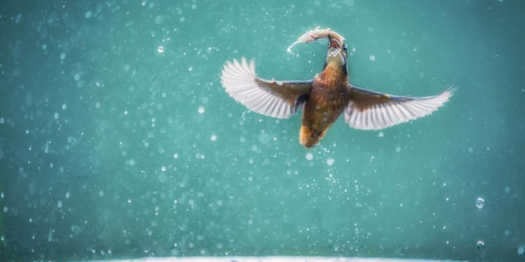 The Ongoing Miner “Feeding Frenzy” Is Bullish for Bitcoin in the Extensive Run