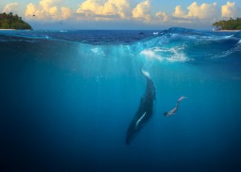 This is Why Whales Just can’t Current market Dump Bitcoin Devoid of Threat Of Drowning