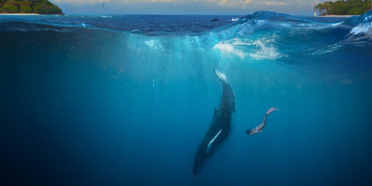 This is Why Whales Just can’t Current market Dump Bitcoin Devoid of Threat Of Drowning