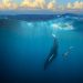 This is Why Whales Just can’t Current market Dump Bitcoin Devoid of Threat Of Drowning