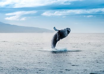 Whales Failed to Crash Price tag in March 2020