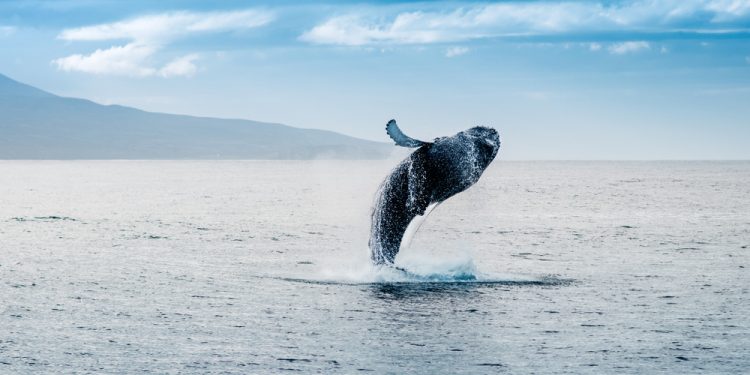 Whales Failed to Crash Price tag in March 2020
