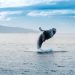 Whales Failed to Crash Price tag in March 2020