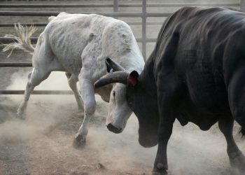 Bitcoin Attacks Array Highs as Analysts Concentrate on Go to $12,000+
