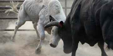 Bitcoin Attacks Array Highs as Analysts Concentrate on Go to $12,000+