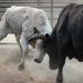 Bitcoin Attacks Array Highs as Analysts Concentrate on Go to $12,000+