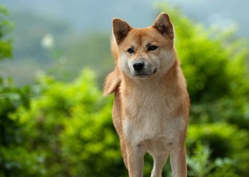 Is Dogecoin Truly a Legitimate Currency? Elon Musk Asks Bitcoin Twitter