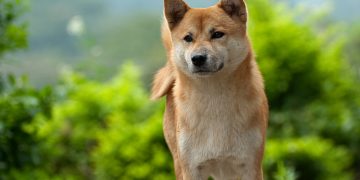 Is Dogecoin Truly a Legitimate Currency? Elon Musk Asks Bitcoin Twitter