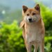 Is Dogecoin Truly a Legitimate Currency? Elon Musk Asks Bitcoin Twitter