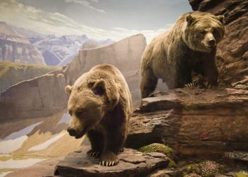 Two Bearish Indicators, A person Indicator: Bulls Beware of Bitcoin Force Beyond $10,000