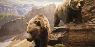Two Bearish Indicators, A person Indicator: Bulls Beware of Bitcoin Force Beyond $10,000