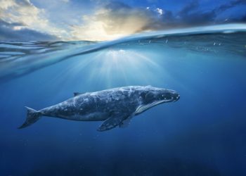 Was the Enormous Bitcoin Rally Engineered by a One Whale? Maybe