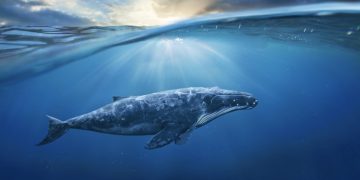 Was the Enormous Bitcoin Rally Engineered by a One Whale? Maybe