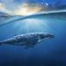 Was the Enormous Bitcoin Rally Engineered by a One Whale? Maybe