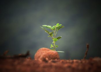 Bitcoin’s Rocketing Community Activity Implies BTC Continues to be Very Undervalued