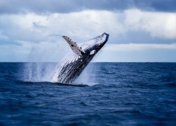 Whales are Accumulating Bitcoin Even with Its Stalling Momentum