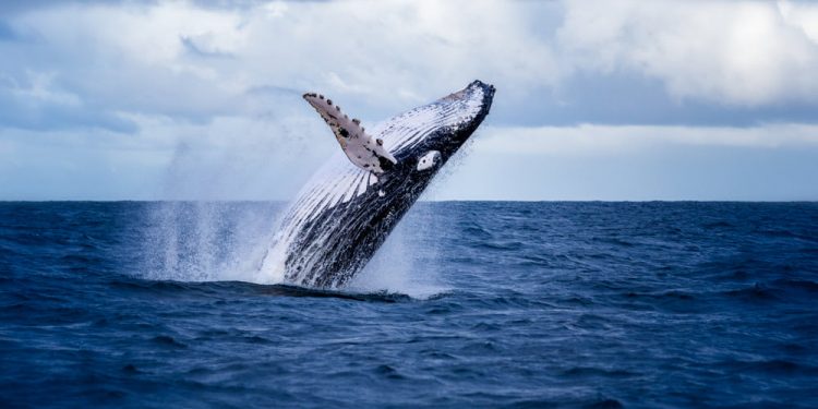 Whales are Accumulating Bitcoin Even with Its Stalling Momentum