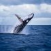 Whales are Accumulating Bitcoin Even with Its Stalling Momentum