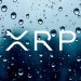 XRP sees a substantial rise in every day lively addresses despite selling price pullback