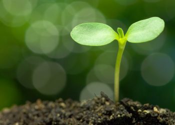 Bitcoin Options Open Desire is Increasing Again, Hinting at a Huge Go
