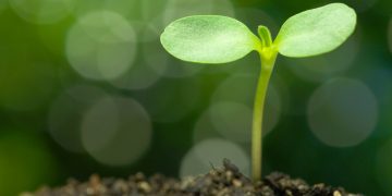 Bitcoin Options Open Desire is Increasing Again, Hinting at a Huge Go