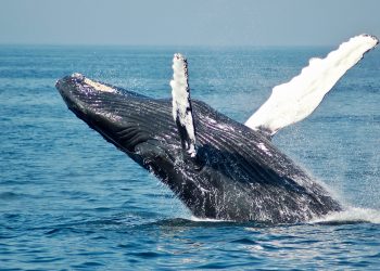 Bitcoin Whales Are not Advertising Their BTC It May Be Boosting Its Price tag