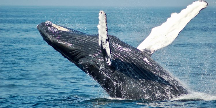 Bitcoin Whales Are not Advertising Their BTC It May Be Boosting Its Price tag