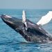 Bitcoin Whales Are not Advertising Their BTC It May Be Boosting Its Price tag