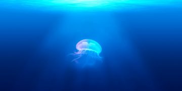 Does Bitcoin’s Ongoing Rally Have Legs? Here’s Why Analysts Feel It Does