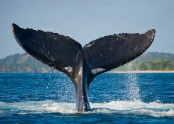 Information Shows Whales Are Loading Up On Bitcoin, But Why?