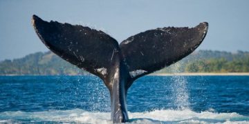 Information Shows Whales Are Loading Up On Bitcoin, But Why?