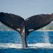 Information Shows Whales Are Loading Up On Bitcoin, But Why?