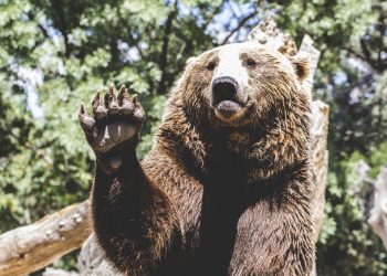 Month to month MACD Bearish Divergence Warns Of Imminent Bitcoin Crash