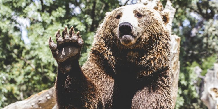 Month to month MACD Bearish Divergence Warns Of Imminent Bitcoin Crash