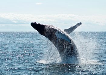 In spite of 50% Fall From $20 Highs, Chainlink Whales Remain Bullish