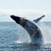 In spite of 50% Fall From $20 Highs, Chainlink Whales Remain Bullish