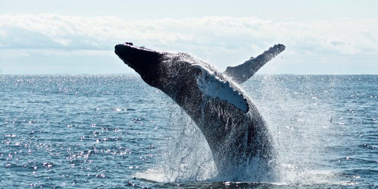 This Bitcoin Whale Trend Suggests a Serious Selloff Could be Imminent