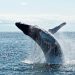 This Bitcoin Whale Trend Suggests a Serious Selloff Could be Imminent