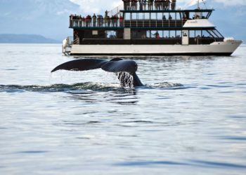 Whales Dump Ahead Of Bitcoin ATH, Extra Than 93K BTC Bought Considering the fact that Peak
