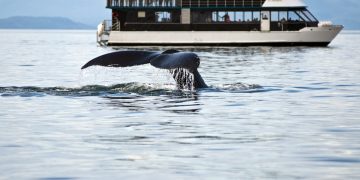 Whales Dump Ahead Of Bitcoin ATH, Extra Than 93K BTC Bought Considering the fact that Peak