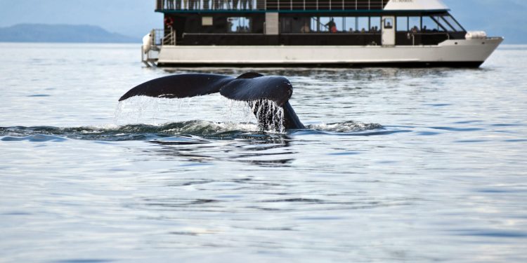 Whales Dump Ahead Of Bitcoin ATH, Extra Than 93K BTC Bought Considering the fact that Peak