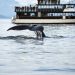 Whales Dump Ahead Of Bitcoin ATH, Extra Than 93K BTC Bought Considering the fact that Peak