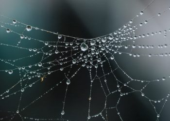 Be expecting Bitcoin to See Additional Price “Traps” Until This Event Normally takes Place