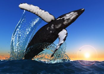 Bitcoin Whales Resurface To Provide Down Weekend Retest of Highs