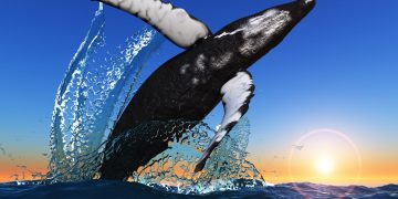 Bitcoin Whales Resurface To Provide Down Weekend Retest of Highs