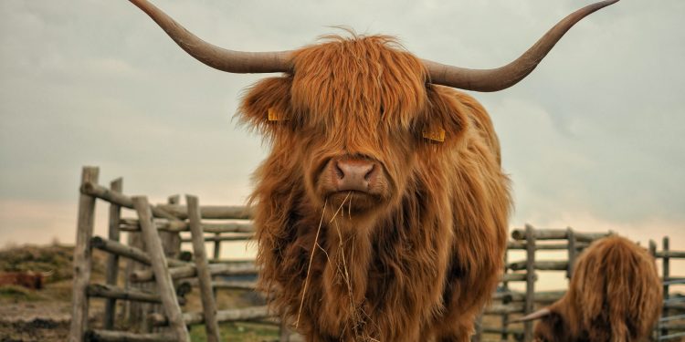 This Legacy Crypto has the “Largest Bullish Divergence Ever,” Claims Analyst